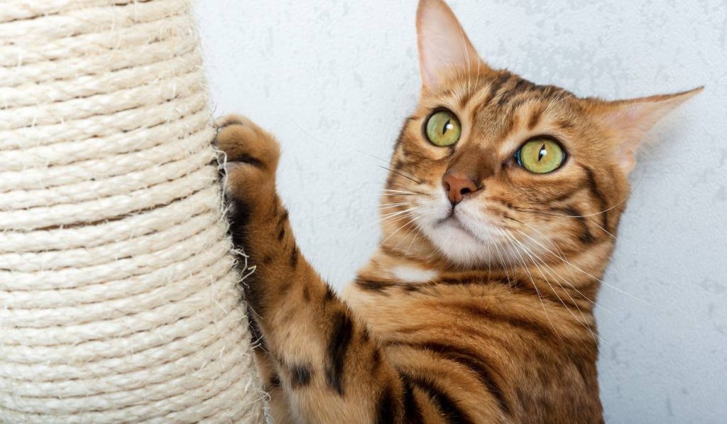 Novo Gato em Casa