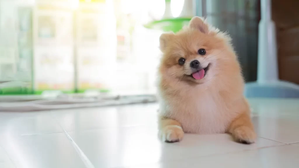 Pelagem Saudável: Dicas para Cães