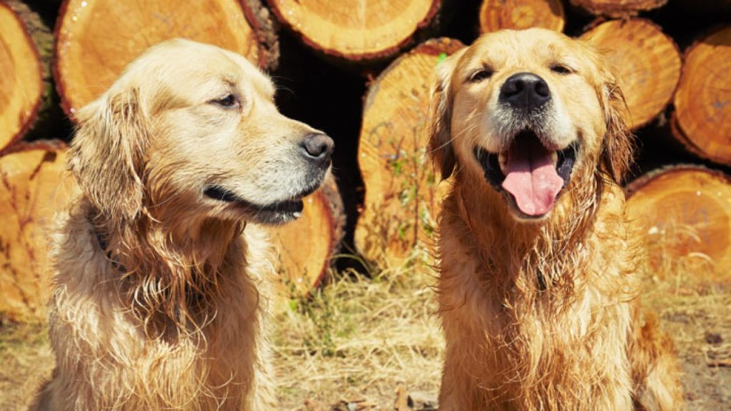 Socialização de Cães