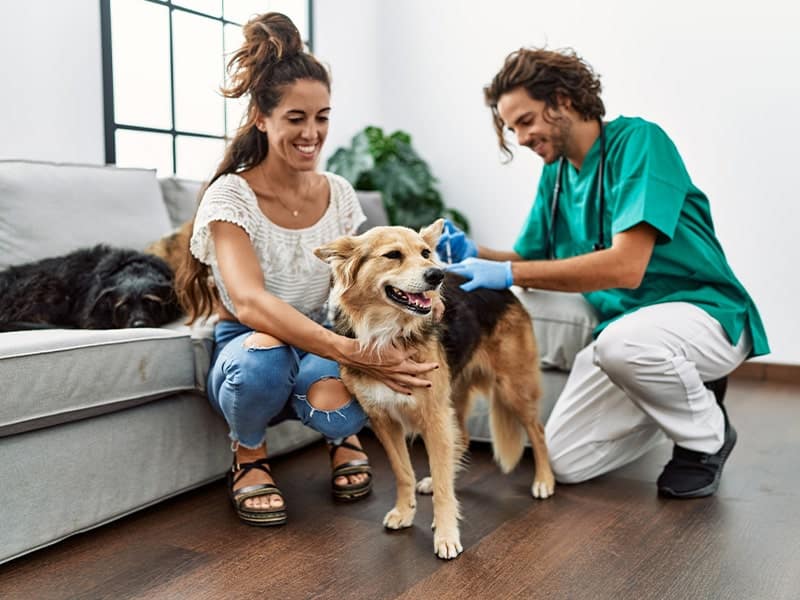 Veterinário em Cangaíba