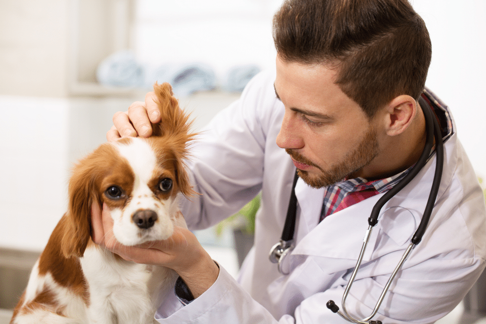 Veterinário na Água Rasa