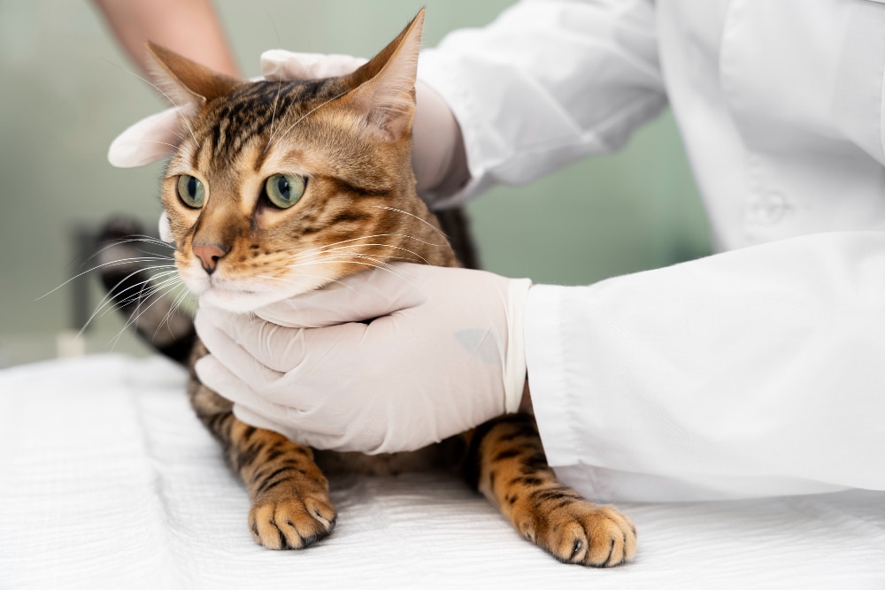 Veterinário no Aricanduva