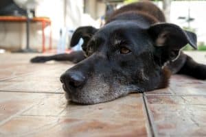 Pet senior