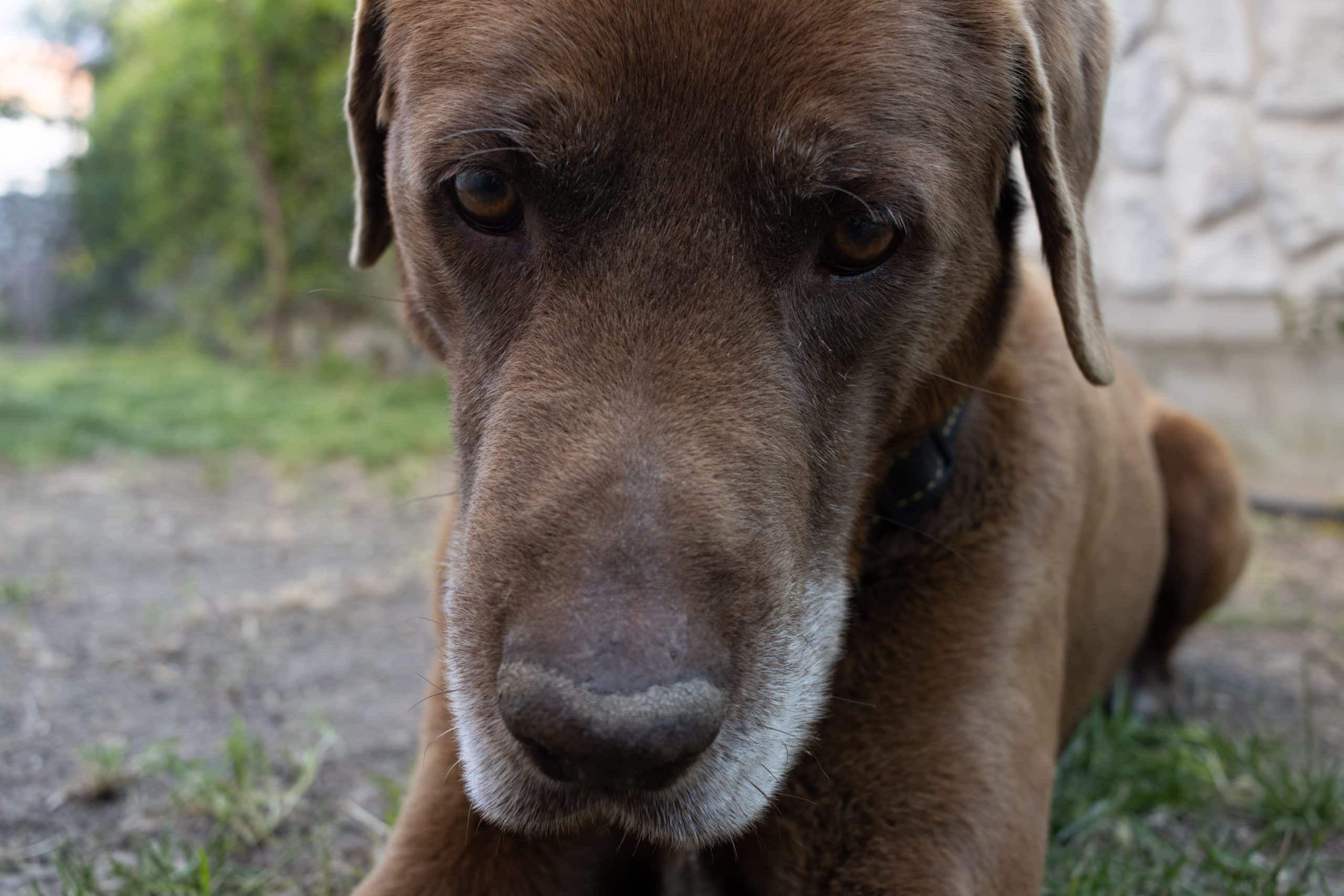 Cão Idoso